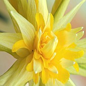 Daffodil Rip Van Winkle