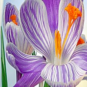 King of striped Purple stripped Crocus