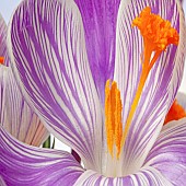 King of stripped Purple striped Crocus