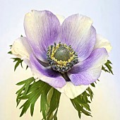 Anemone coronaria De Caen