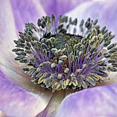 Anemone coronaria De Caen