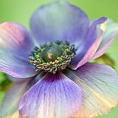 Anemone coronaria De Caen