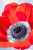 Anemone coronaria De Caen