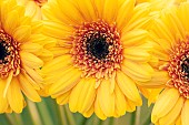 Close up Gerberas Germini Contour