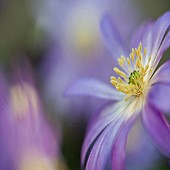 Anemone blanda Windflower