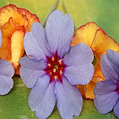 Primula violet with red/yellow centre