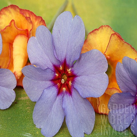 Primula_violet_with_redyellow_centre