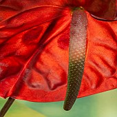 Anthurium andraeanum Flamingo flower