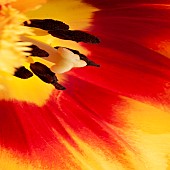 Close up Detail Parrot Tulipa Tulip Bright Parrot