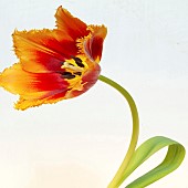 Parrot Tulipa Tulip Bright Parrot