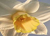 Close up Daffodil Foresight