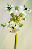 Ornithogalum arabicum Arabian star flower