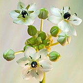 Ornithogalum arabicum Arabian star flower