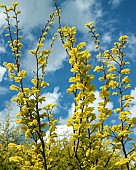 Ulmus Wredei Golden Elm