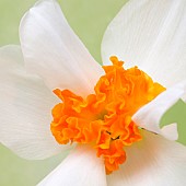Close up plant portrait of pure white narcissi with frilled orange centre