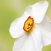 Narcissi Pheasant Eye Recurvus