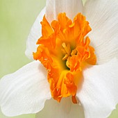Close up plant portrait of pure white narcissi with frilled orange centre
