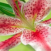 Lily Lilium Star Gazer