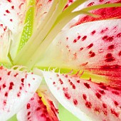 Lily Lillium Star Gazer