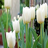 Tulipa Tulips Cheers