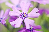 Phlox drummondii