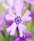 Phlox drummondii