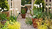 Flaming Spring Geen Ivory White Cheers Triumph Tulips in terra cotta pots with Bird Bath