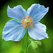 Meconopsis betonicifolia Blue Poppy