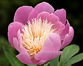 Paeonia Bowl of Beauty