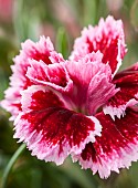 Dianthus Sunflor Margarita