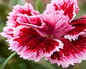 Dianthus Sunflor Margarita