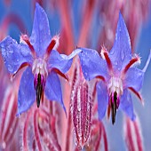 Borago officinalis, Borago