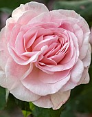 Plant portrait Rose Rosa Pink