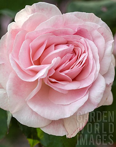 Plant_portrait_Rose_Rosa_Pink