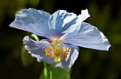 Mecanopsis Belonicifolia Blue Poppy