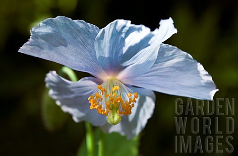 Mecanopsis_Belonicifolia_Blue_Poppy