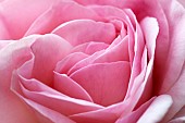 Rosa Rose Tickled Pink