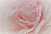 Abstract close up soft focus of pink Rose petals.