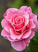 Rosa Rose Tickled Pink