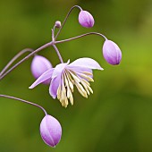 Thalictrum delavayi Meadow Rue