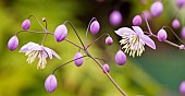 Thalictrum delavayi Meadow Rue