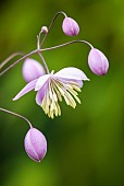 Thalictrum delavayi Meadow Rue