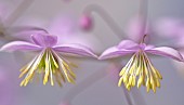 Thalictrum delavayi Meadow Rue