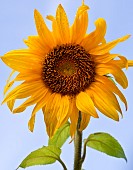 Bright yellow sunflower against blue sky at High Meadow Garden Cannock Wood Staffordshire England UK