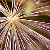 Rain drops on spikey Alium seedhead