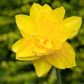 Close up Double yellow Daffodil