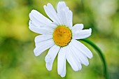 Leucanthemum vulgare Oxeye daisy perennial white flower heads with yellow centres in Spring at High Meadow Garden in May Cannock Wood Staffordshire England UK