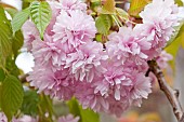 Prunus Kiku-shidare-zakura weeping flowering cherry tree