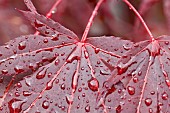 Acer palmatum Bloodgood japanese maple leaf UK