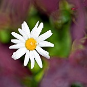 Leucanthemum vulgare Oxeye daisy